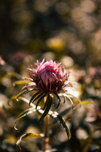 Close-up of thistle flower