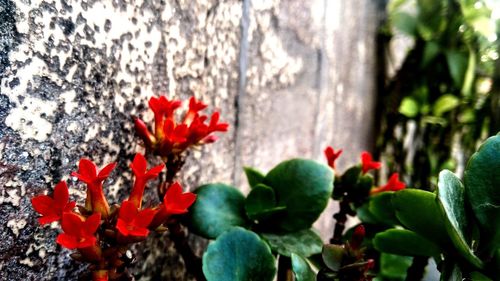 Close-up of red flowers blooming on tree