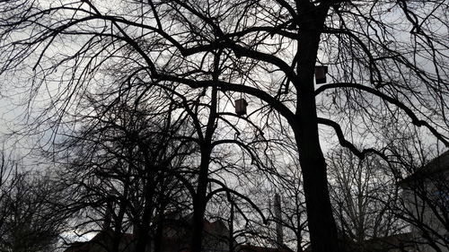 Low angle view of silhouette bare trees against sky