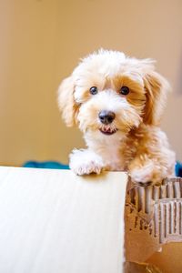 Portrait of dog