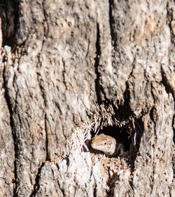 Close-up of insect on tree trunk