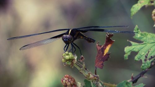 Close-up of insect on plant