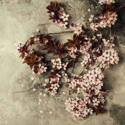 Directly above shot of flowering plant against wall