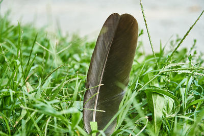 Close-up of butterfly on grass