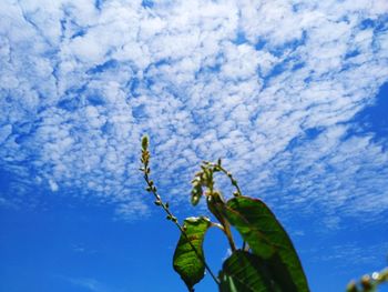 Low angle view of plant against blue sky