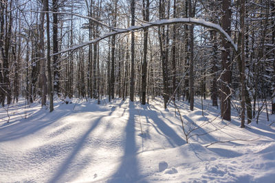 Trees on snow covered landscape