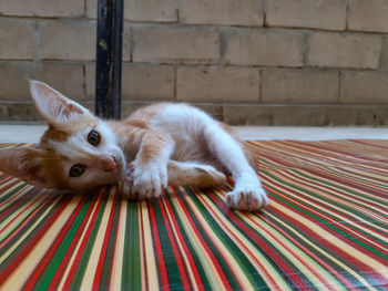 Portrait of cat lying down