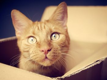 Close-up portrait of a ginger cat looking curious out of a cardboard box. 