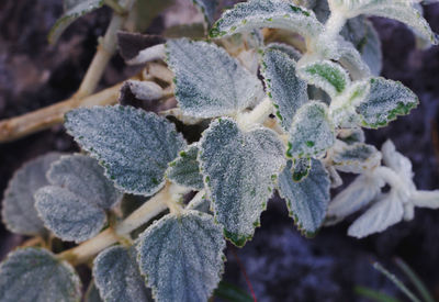 Close-up of snow on plant during winter