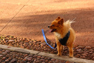 Dog running