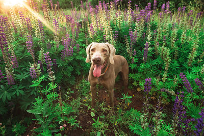 Portrait of a dog on rock