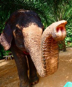 Close-up of elephant in shallow water