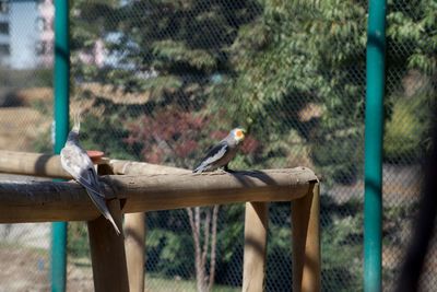 Bird perching on fence in zoo
