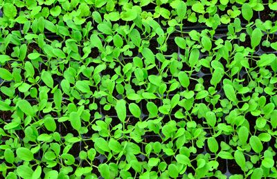 Full frame shot of plants