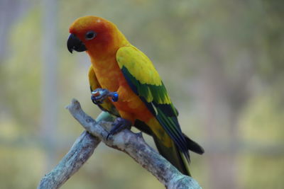 Close-up of parrot perching on branch