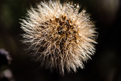 Close-up of dandelion flower