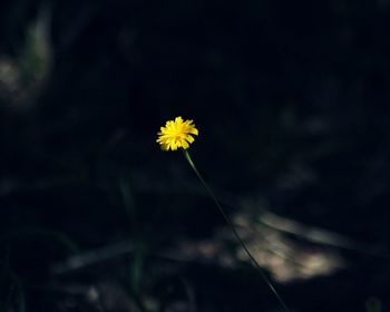 Close-up of yellow flower blooming in field