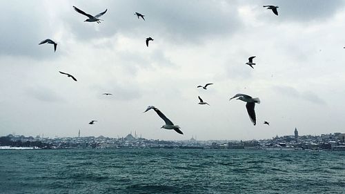 Seagull flying over sea