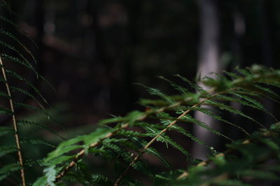 Close-up of plant growing on field