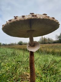 Close-up of mushroom growing on field