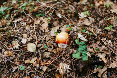 High angle view of mushrooms growing on field