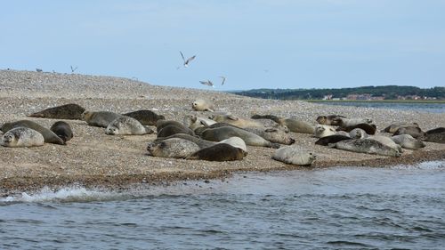 Birds on rocks by sea against clear sky