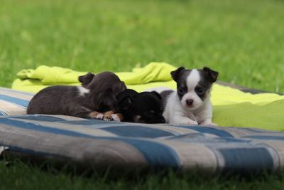 Dogs relaxing on grass