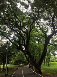 Road amidst trees