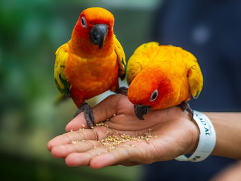 Cropped hand holding bird