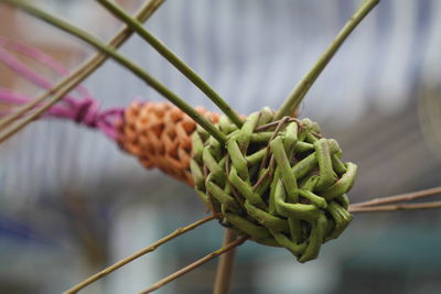 Close-up of green rose bud on twig