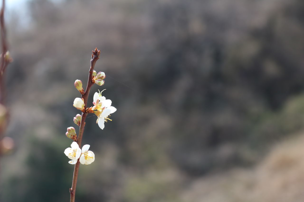 flower, focus on foreground, fragility, growth, freshness, beauty in nature, nature, stem, close-up, petal, plant, selective focus, blooming, bud, flower head, outdoors, day, botany, in bloom, no people