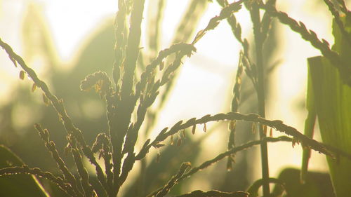 Close-up of plants growing on field