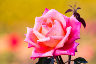 Close-up of pink rose blooming outdoors