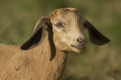 Close-up portrait of a horse