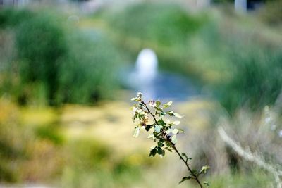 Close-up of plant growing on plant