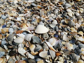 Full frame shot of shells