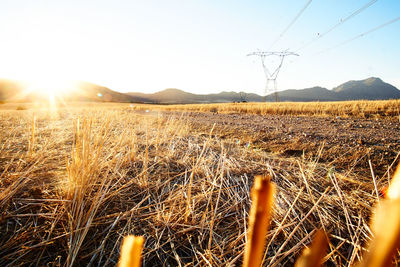 Scenic view of field against clear sky