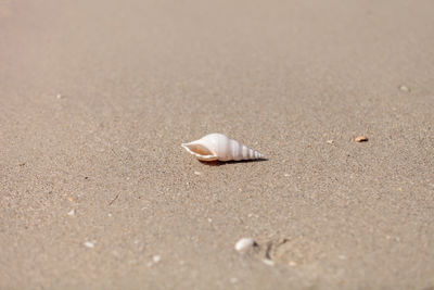 White tibia shell tibia fusus on the sand on the beach.