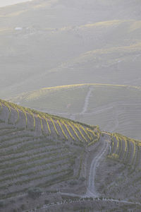 High angle view of agricultural land