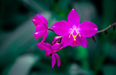 Close-up of pink flowering plant
