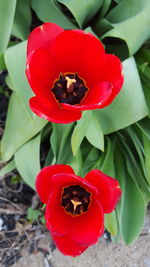 Close-up of red flower