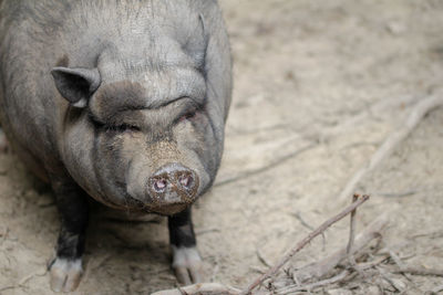 Close-up of a bergsträsser knirps pig