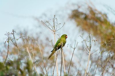 Bird perching on a plant