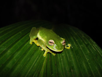 Close-up of insect on leaf