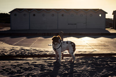 Dog standing on sand