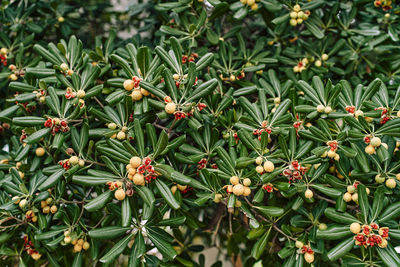 Close-up of flowers