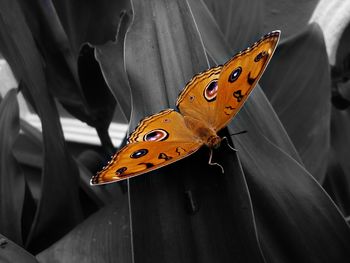 Close-up of butterfly on leaf