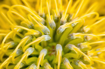 Full frame shot of yellow flowering plant