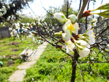 Close-up of white flowers