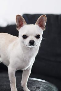 Portrait of white dog standing at home